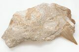 Otodus Shark Tooth Fossil in Rock - Eocene #201172-1